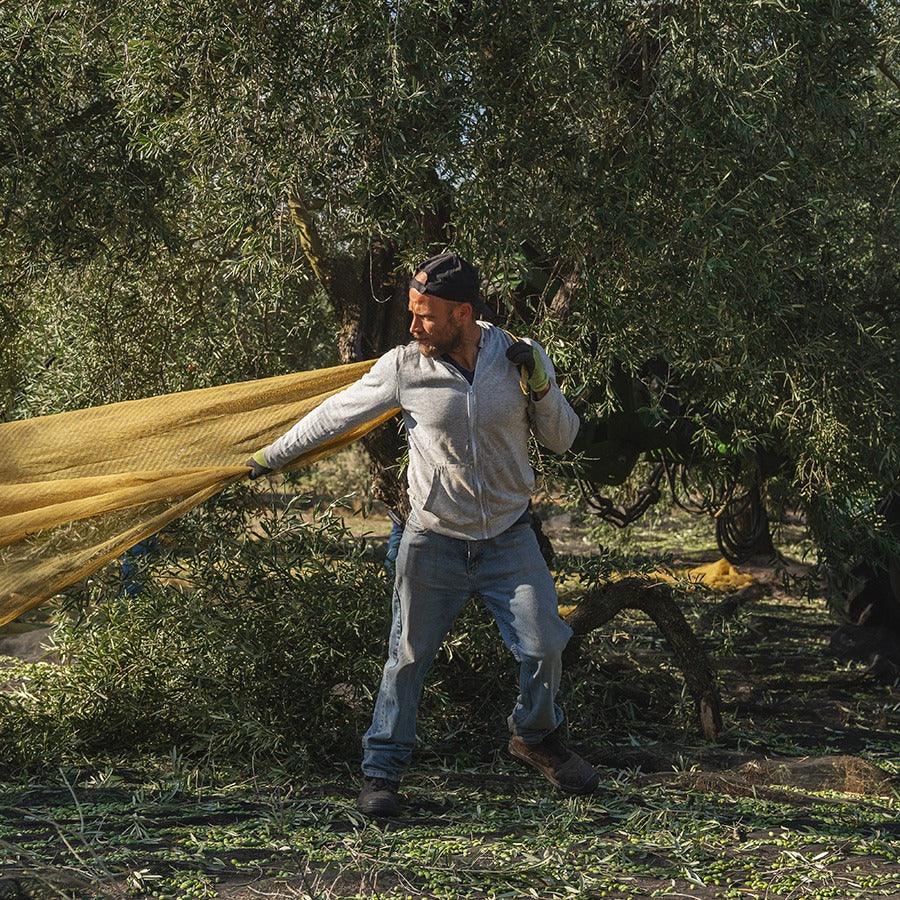Oro Bailén - Hojiblanca