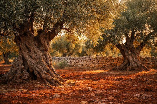 Pugliese olijfolie — ancient, gnarled olive trees in a sun-drenched grove in Puglia, Italy.