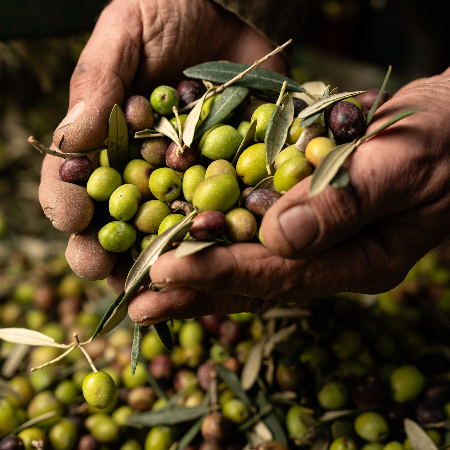 Cretan Heritage – One Root