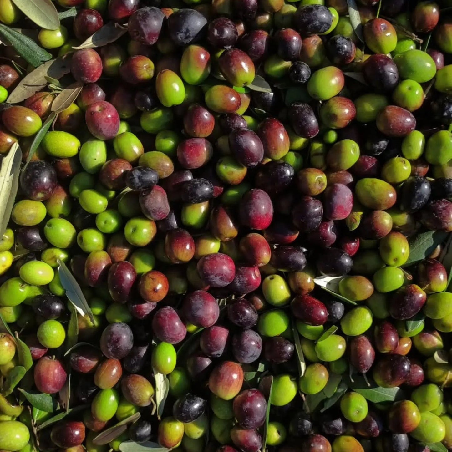 Etruna Regular Extra Vierge Olijfolie | Umbrië, Italië