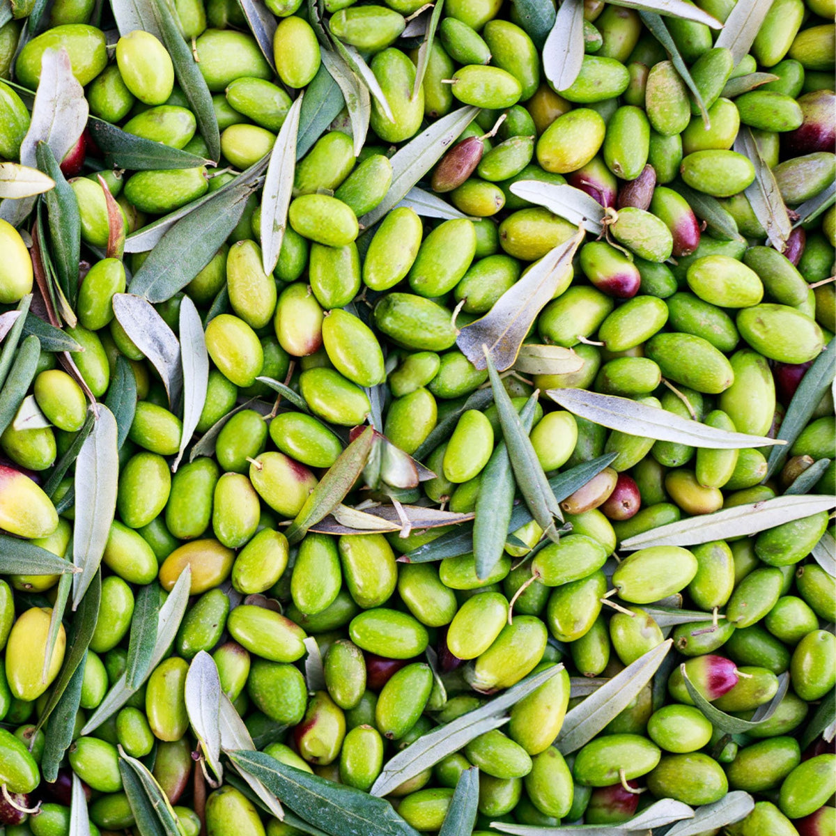 Olio Mimi - Ogliarola