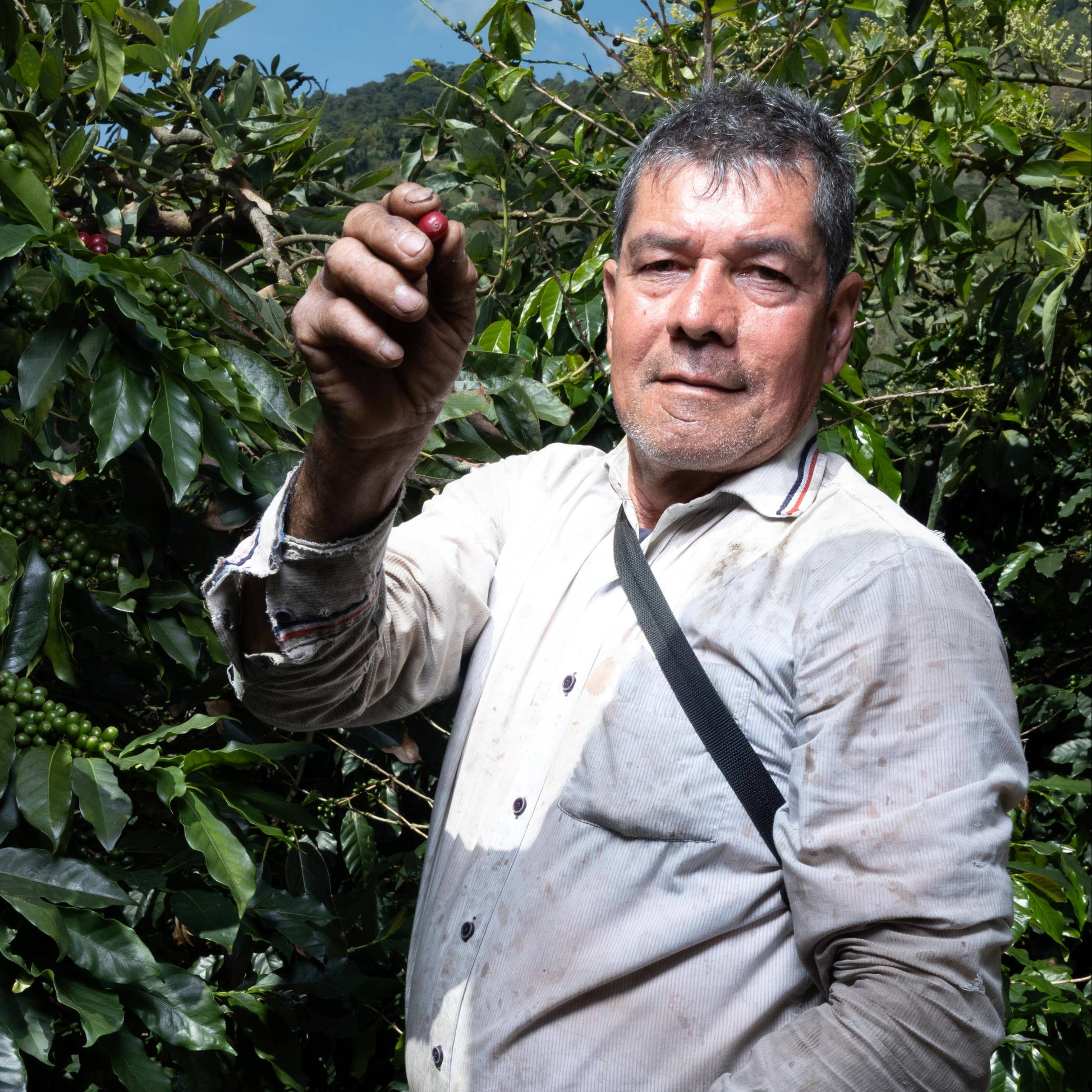 Red Mountain Café Don Julio — Castillo varietal from Julio Aguile, Tapias (Tolima), Colombia — 250 g whole bean, medium roast - Producer - Desapega.nl