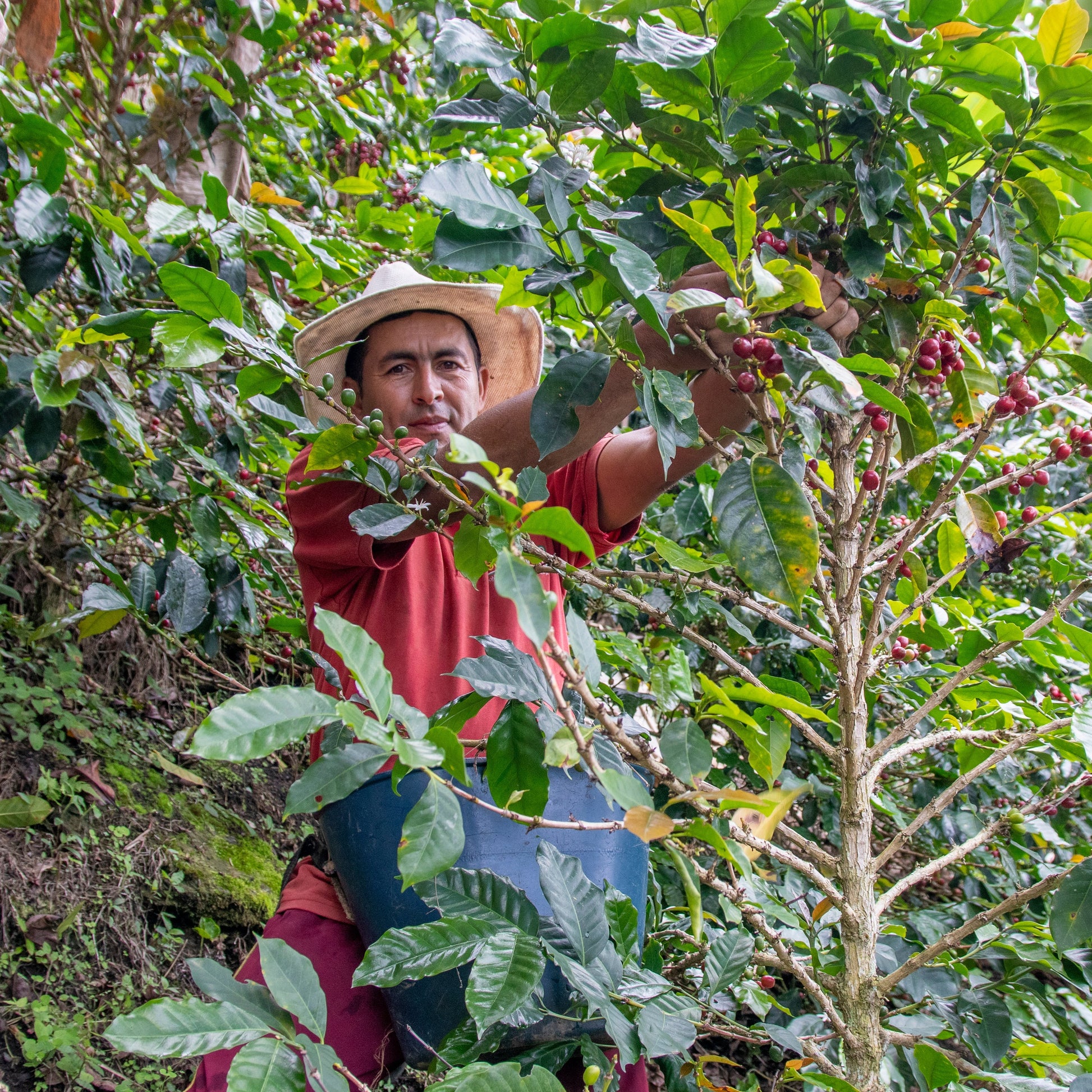 Red Mountain Geisha — Never Gutierrez, Villa Hermosa (Tolima), Colombia — 250 g light roast specialty coffee (Geisha) - Desapega.nl